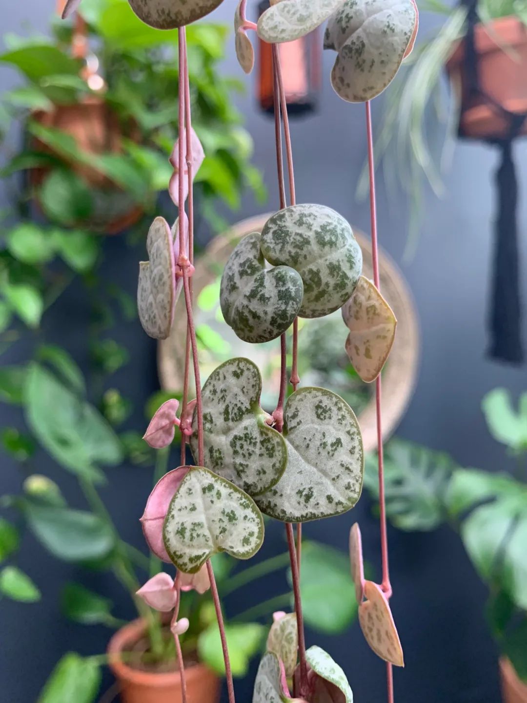 叶子呈心形的浪漫绿植叶子观赏性好养护难度并不高