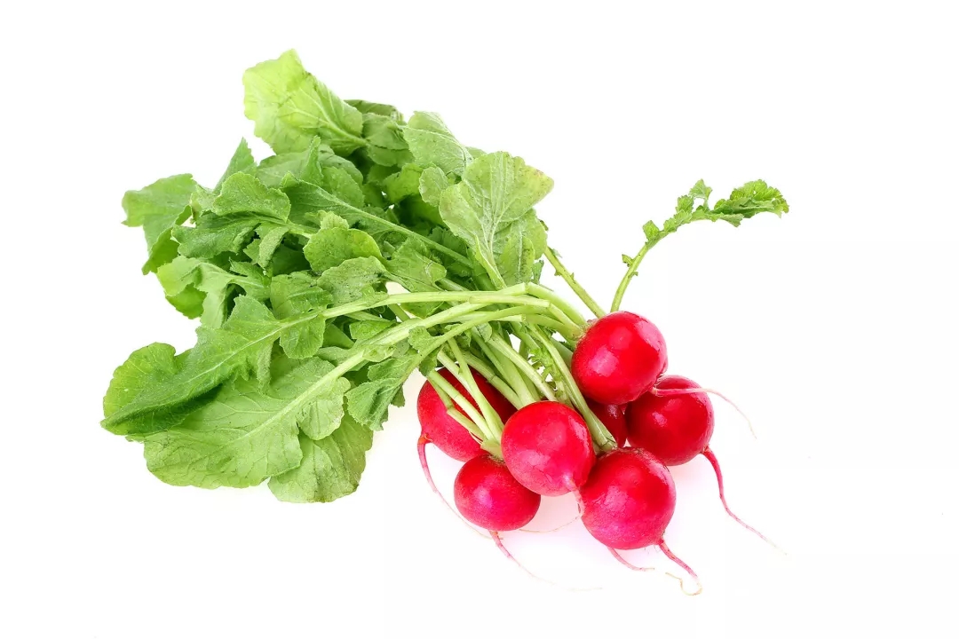 拇指大小的樱桃萝卜阳台种一筐