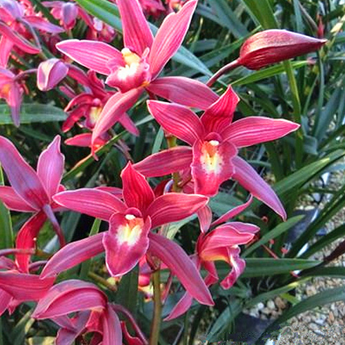 比牡丹还漂亮的兰花香味浓郁持久花色喜庆