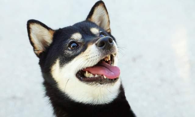 啥样黑柴品相好?黑柴为啥价格高?|柴犬|相好|胸花_新浪新闻