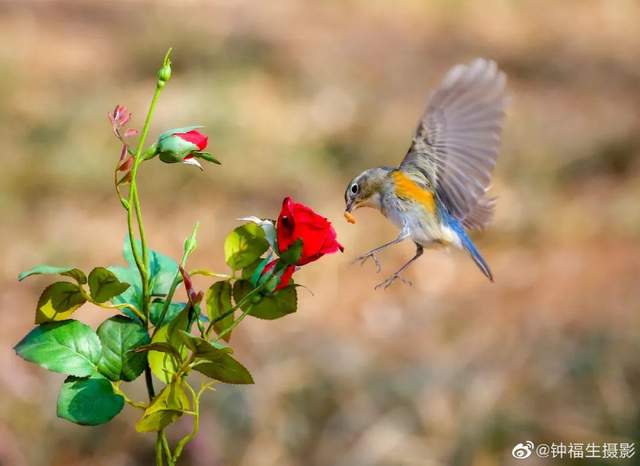 飞鸟与蓝天,彩霞落岸边,天上人间的美景济南都有了!