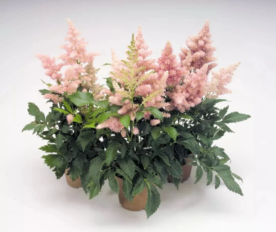 在炎热的夏季,是络新妇花的花期,这个时候温度过高,高温会导致络新妇