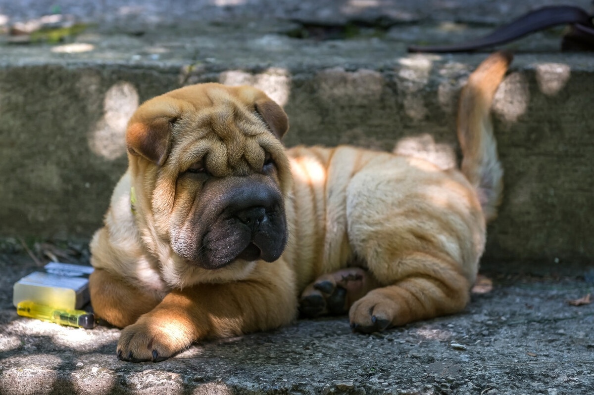 巴哥犬与沙皮狗的区别有哪些?看过你就懂