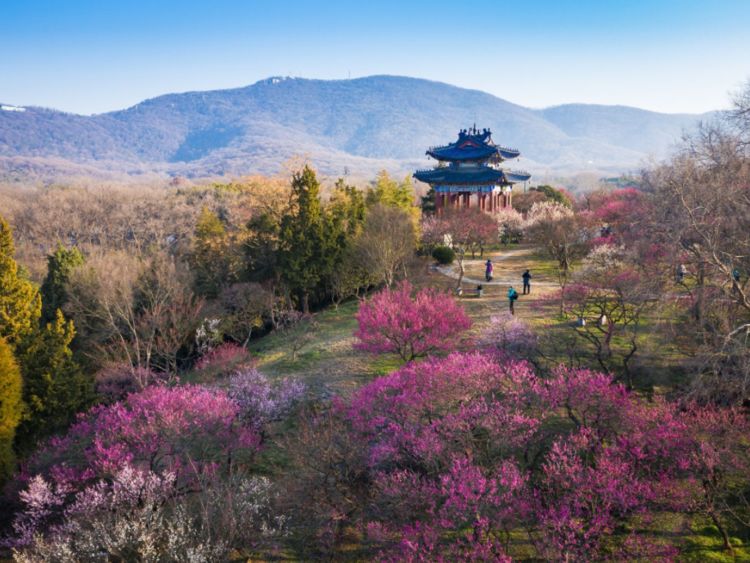 南京著名的赏梅胜地梅树达3万多株号称天下第一梅山