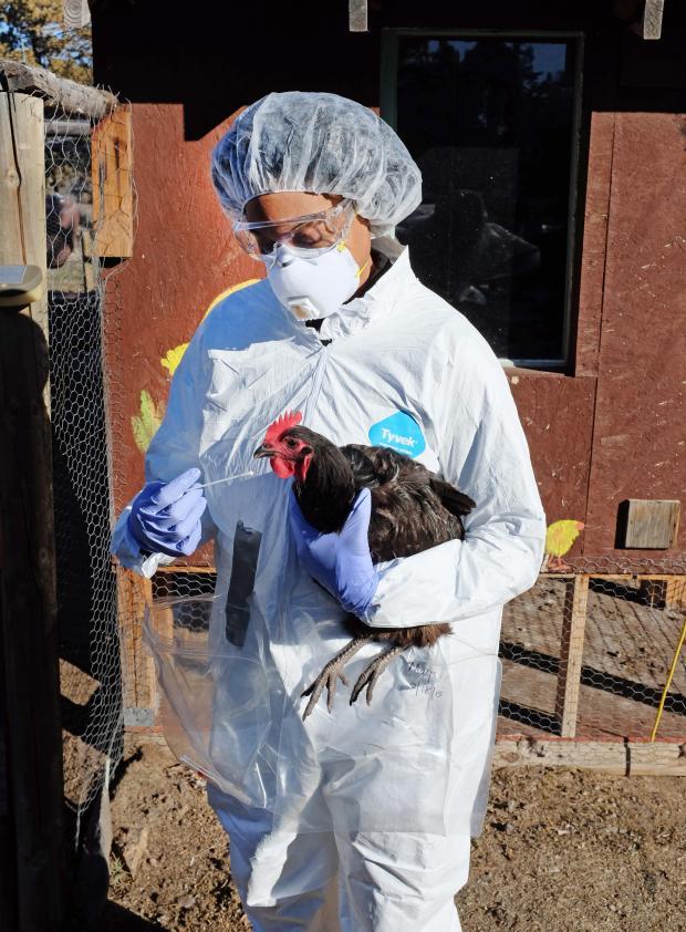 h5n8型禽流感病毒传播到人科学家去年12月发现有7人被感染