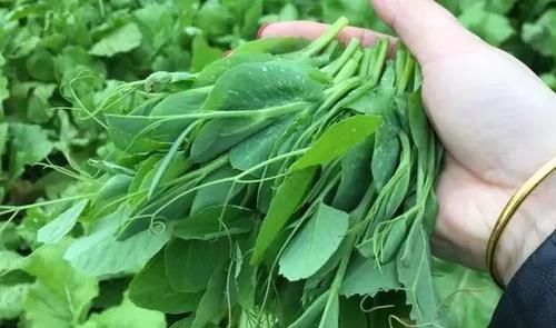 补钙别只会喝牛奶这菜记得给孩子吃简单易学营养不比牛奶差