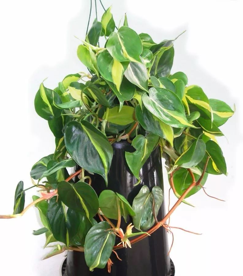 叶子呈心形的浪漫绿植叶子观赏性好养护难度并不高