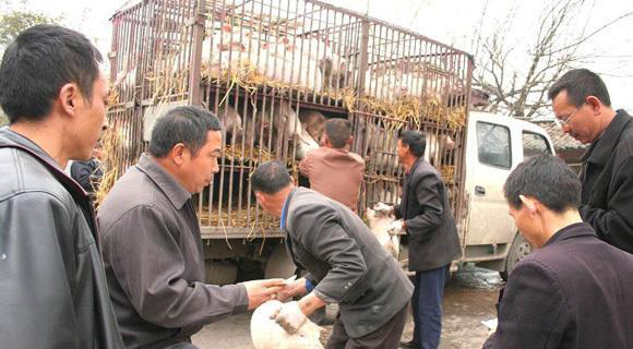 在此猪之事建议购买仔猪的养殖朋友们要三思而行,特别是外购仔猪的更