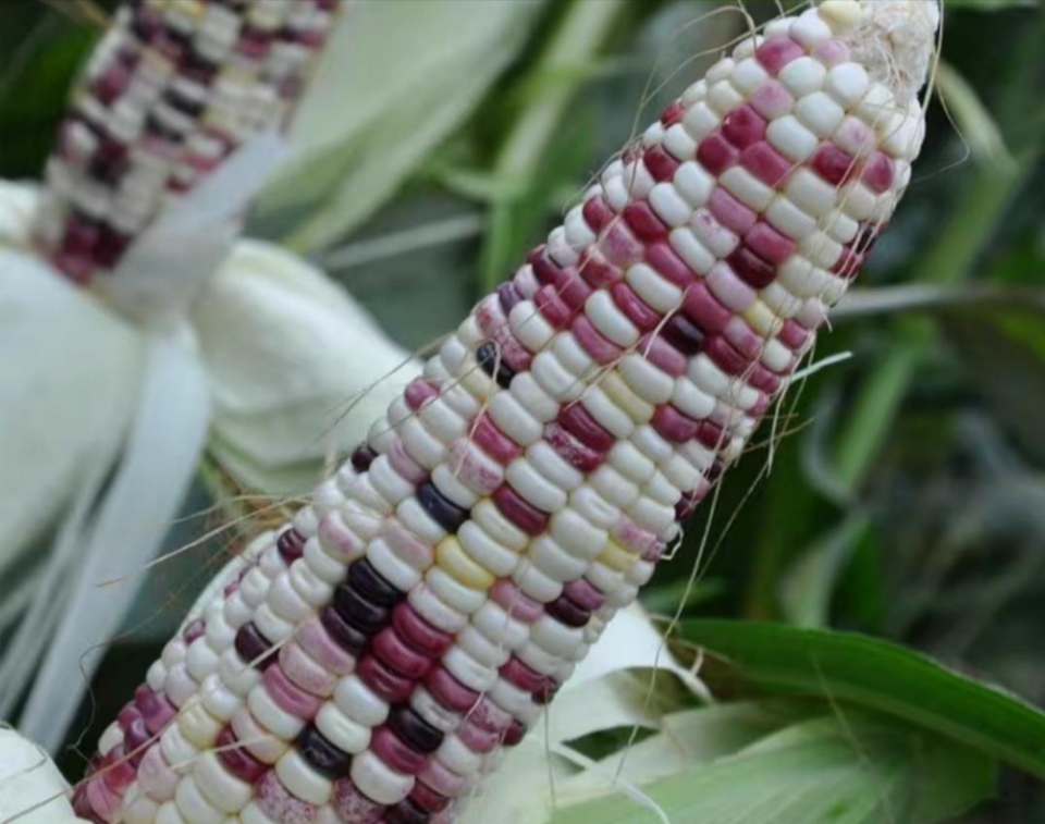 彩色玉米种植稀少,但价格比普通玉米高一半,值得选择种植__财经头条