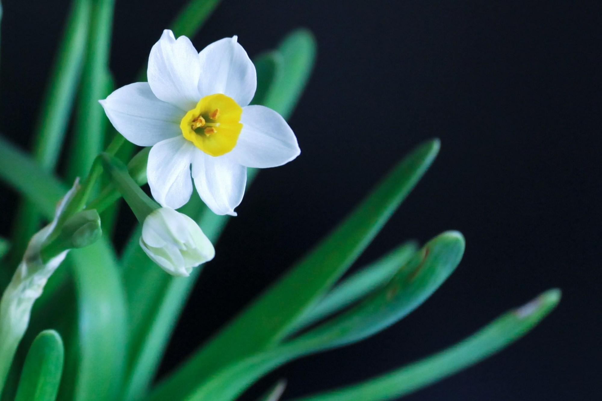 水仙花开花后怎么保存|水仙花|水仙|种球_新浪新闻