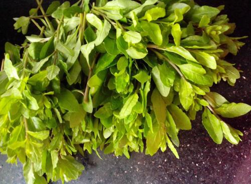 也叫做"狗地牙",是非常难得的美味.