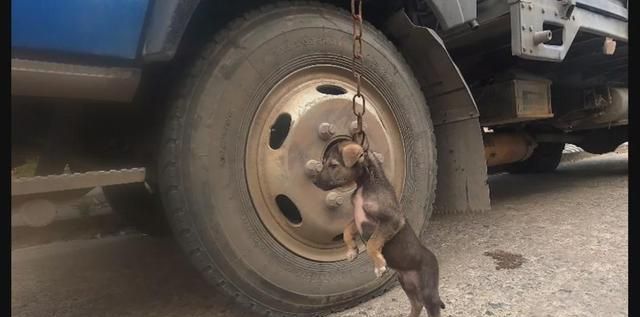 货车司机用铁链将狗吊起,身体悬空都快要窒息了,还说只是教育它