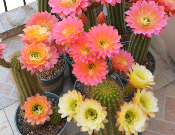 仙人球毛花柱名字俗气盆栽花开却如莲花