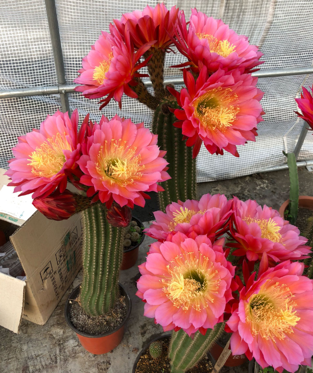 仙人球毛花柱名字俗气盆栽花开却如莲花