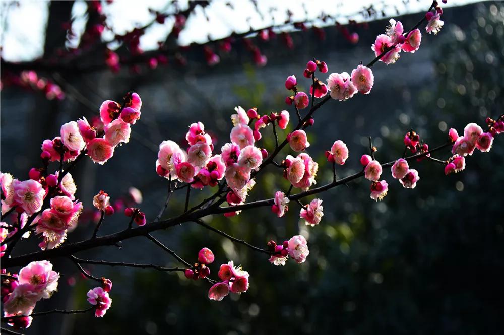 河南内乡春天到来梅花开清香淡雅扑鼻来