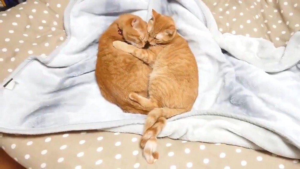 两只猫咪抱着一起睡,连尾巴也紧紧缠在一起