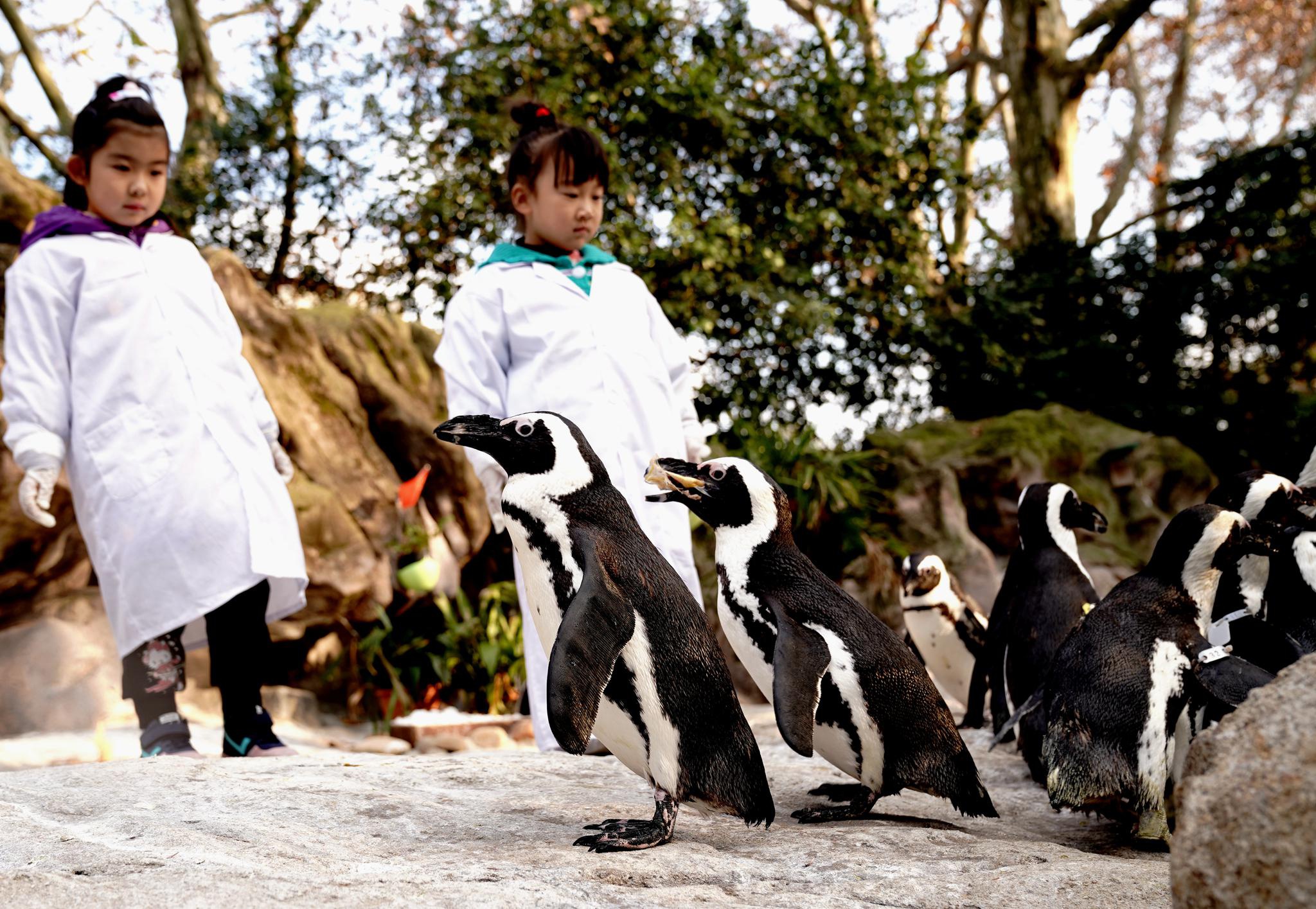 12月19日,小朋友在上海动物园观察企鹅习性.新华社记者张建松摄
