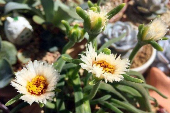 碧光环会开花吗,春季开白色小花