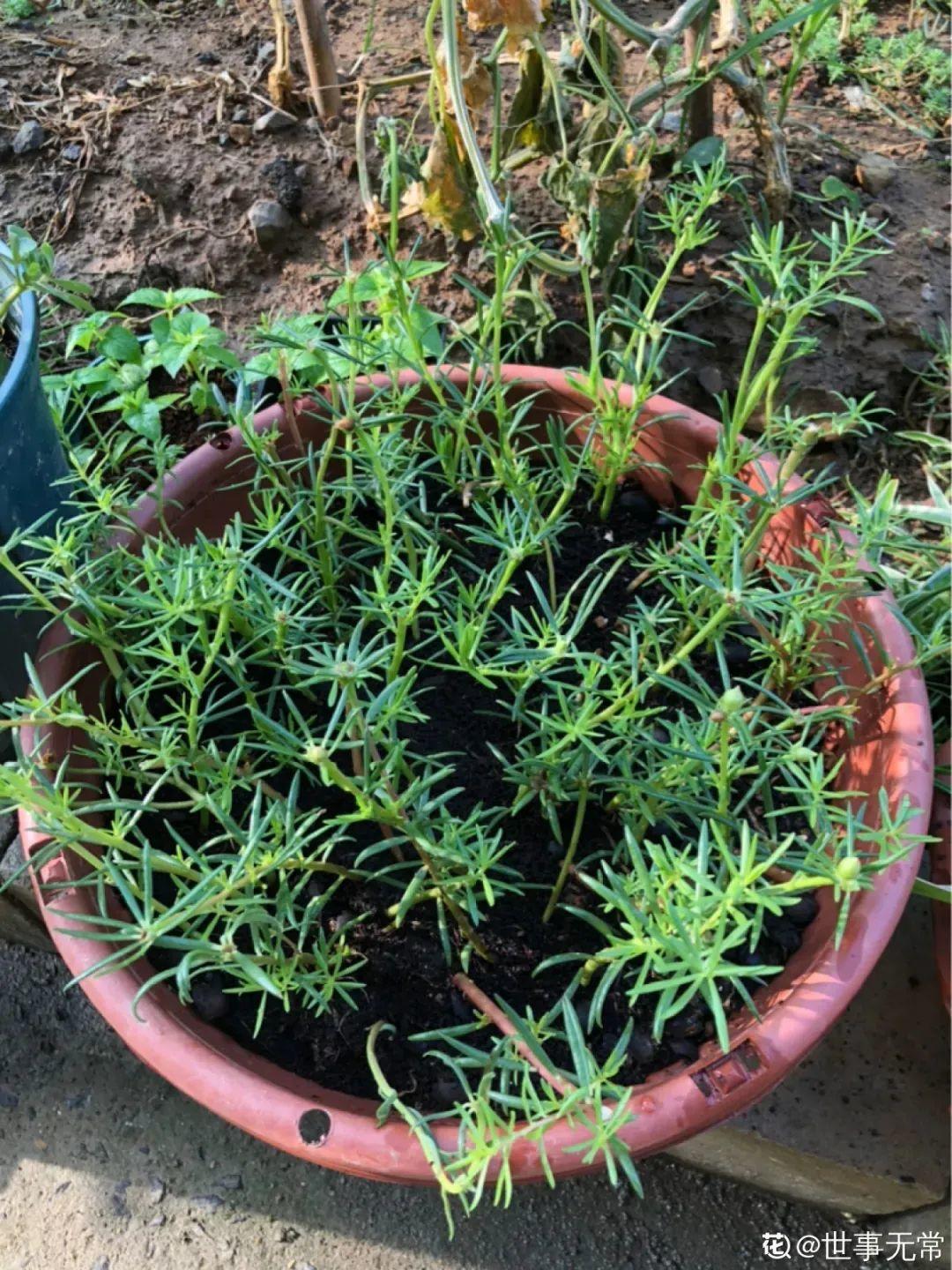 咋养都不死花掐根枝剁10段插土里就能爆开花