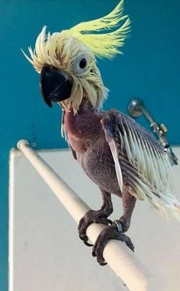 男子在朋友家里看见鹦鹉这样一幕全身脱毛看着就心痛