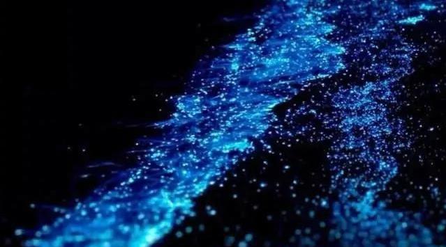 广东双月湾再现蓝色荧光海滩