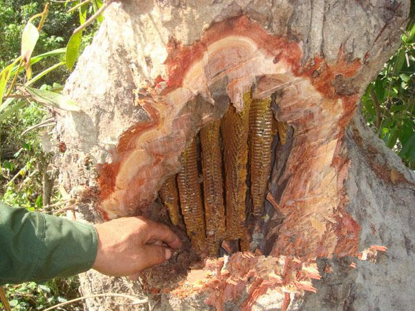 男子见枯树上有异样,心生好奇撬开了树,收获如此的好东西|农夫|蜜蜂