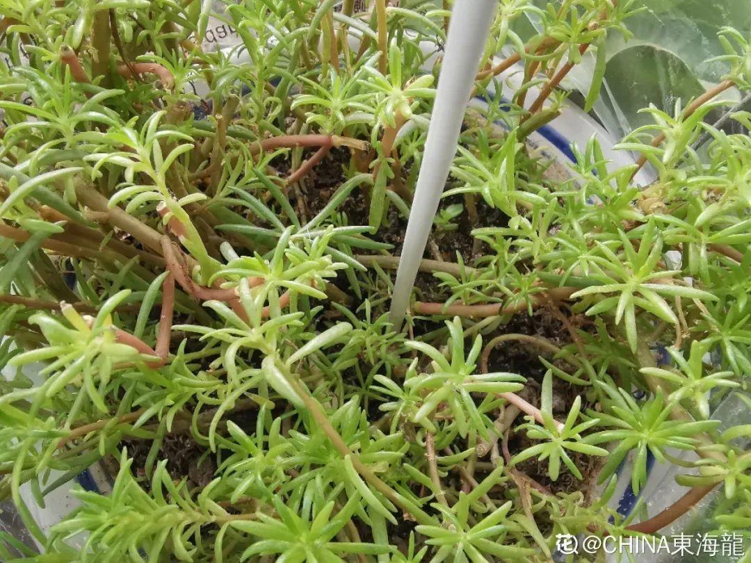 咋养都不死花掐根枝剁10段插土里就能爆开花