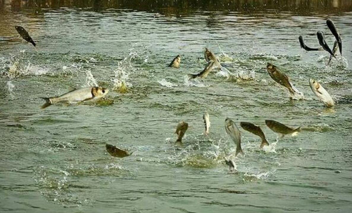 人造水塘数年过后,为什么会无缘无故出现鱼?