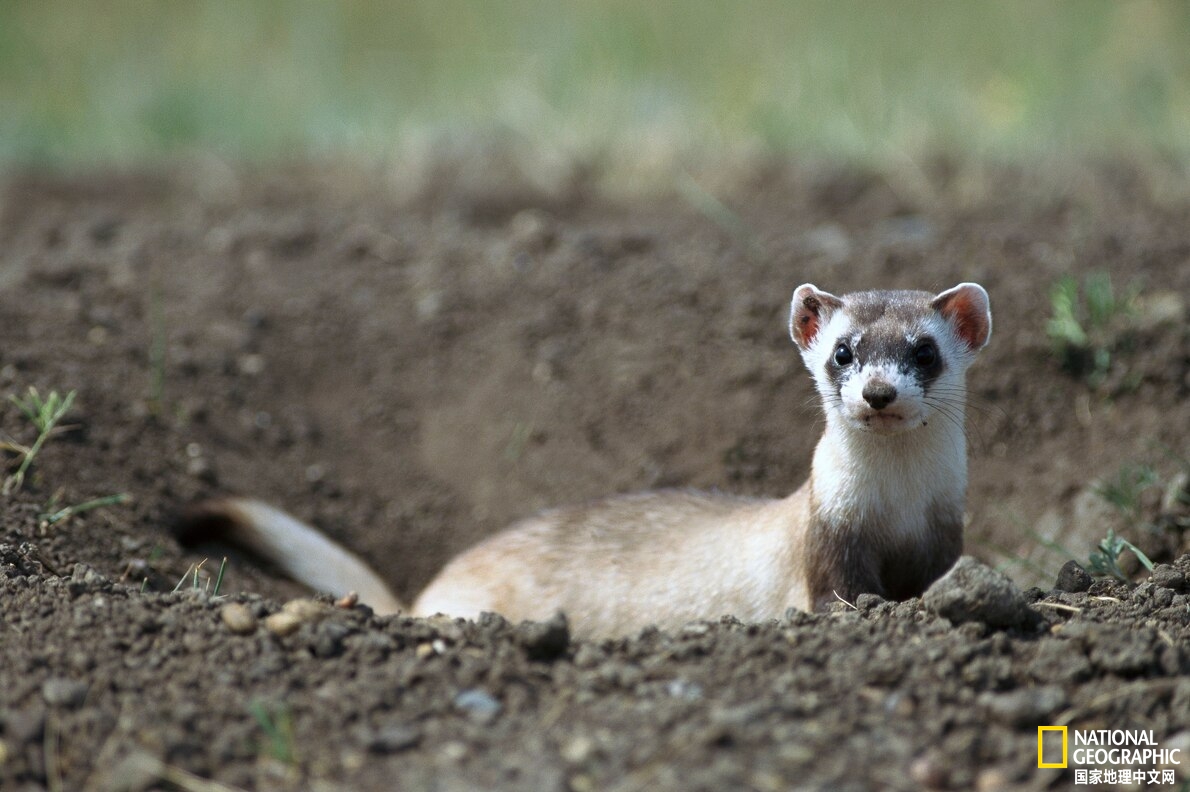 克隆黑足鼬的诞生|圣地亚哥动物园|鼬|野生动物_新浪新闻