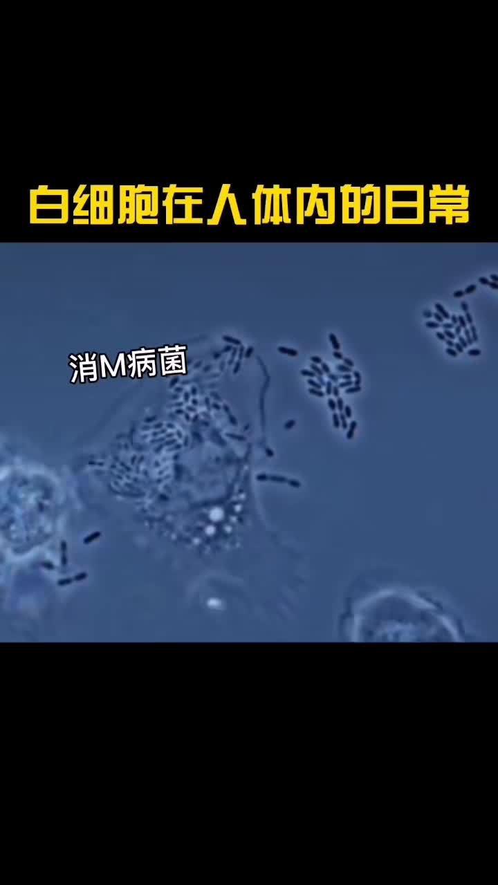 人体卫士白细胞在人体内的日常