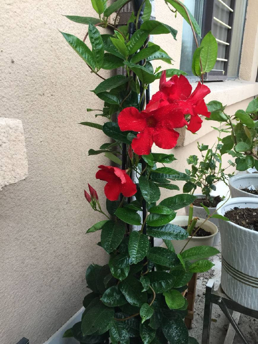 开花的室内爬藤植株,南北方一样养,阳台好物推选|植株|爬藤|飘香藤