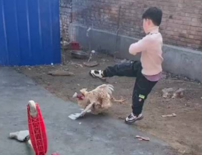 小男孩欺负院子里的公鸡引热议网友这才是公鸡中的战斗机