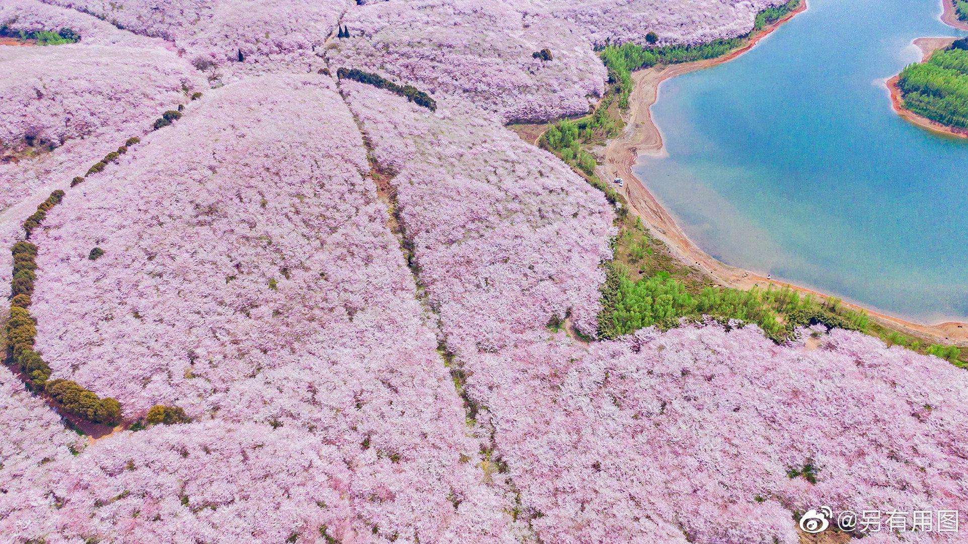 九洞天樱桃花海图片