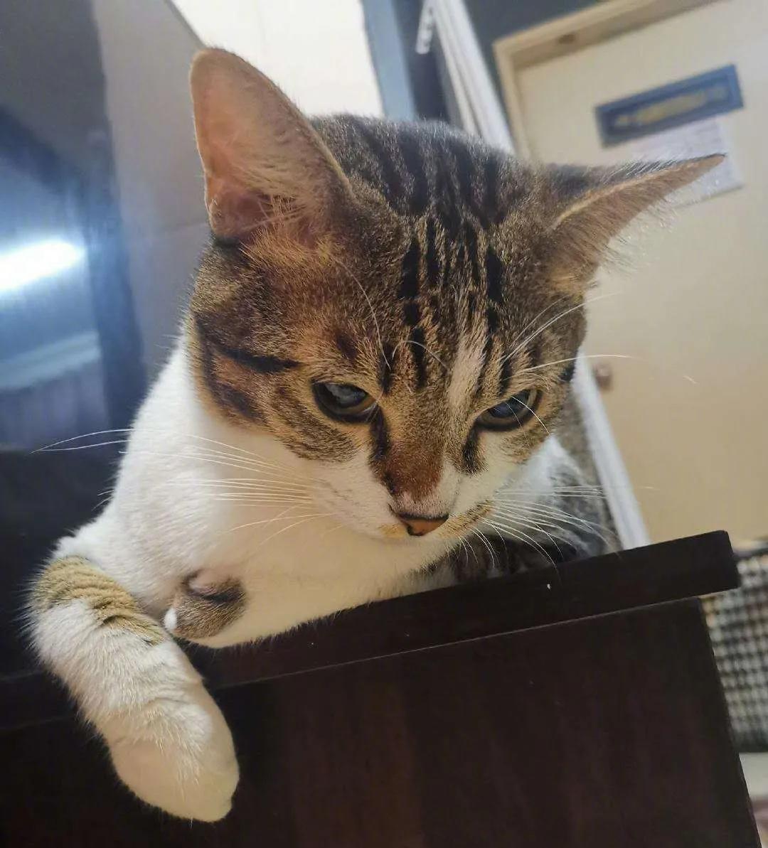 但小狸一直低头,用沉默代替一切回答