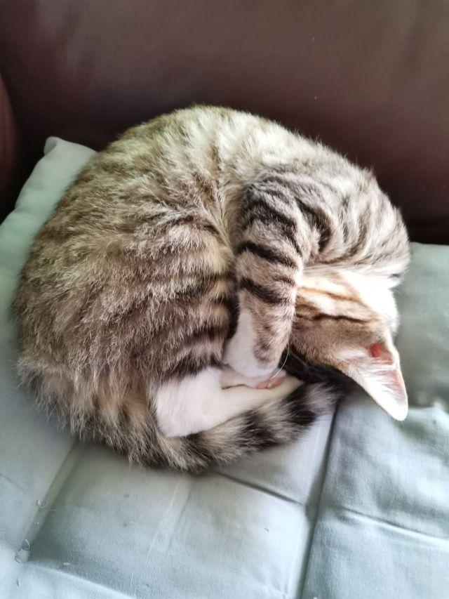 猫咪睡姿千奇百怪看看你家猫睡成了什么形状