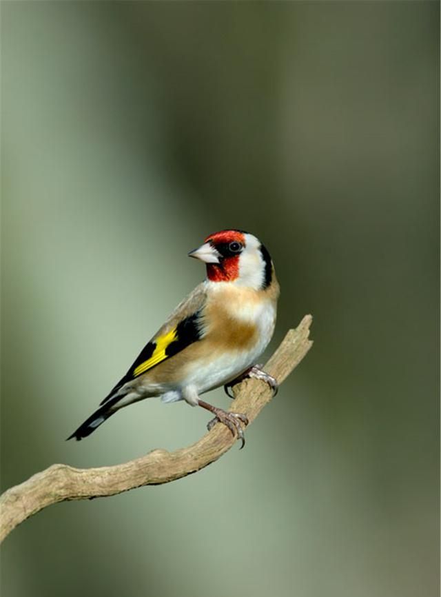 上灿烂的金黄色我停下车时,喜鹊在柳树枝头叫了三下然后展开翅膀飞走