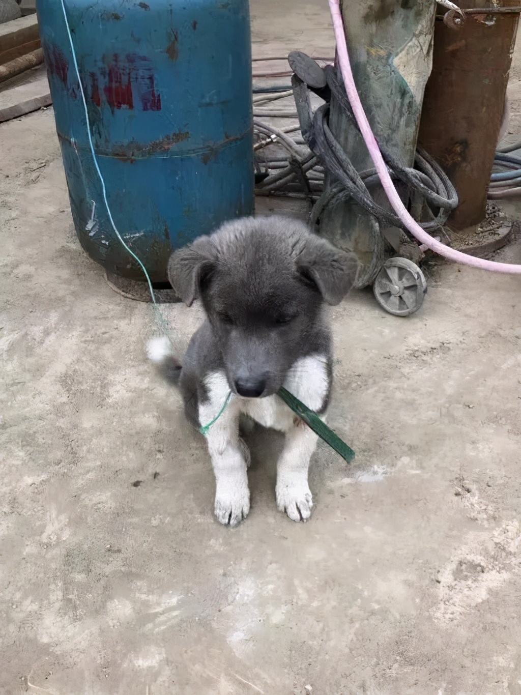 極品中華田園犬,