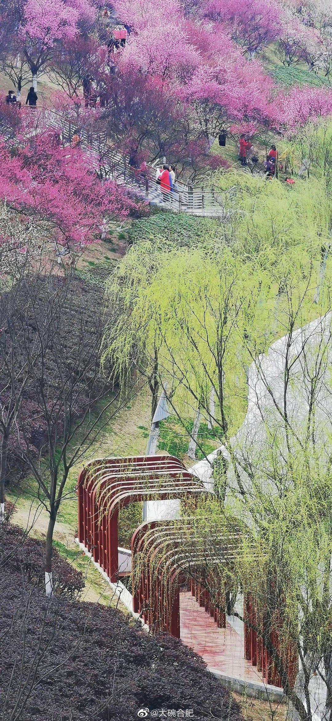 匡河公园替你们踩过点了春天的合肥匡河公园是五颜六色的海洋