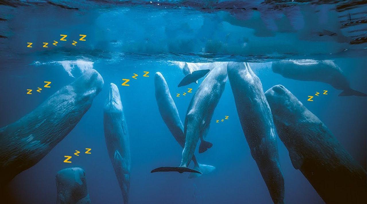 鲸鱼连呼吸都需要浮出水面,那在海里睡觉时怎么呼吸?会溺水吗?