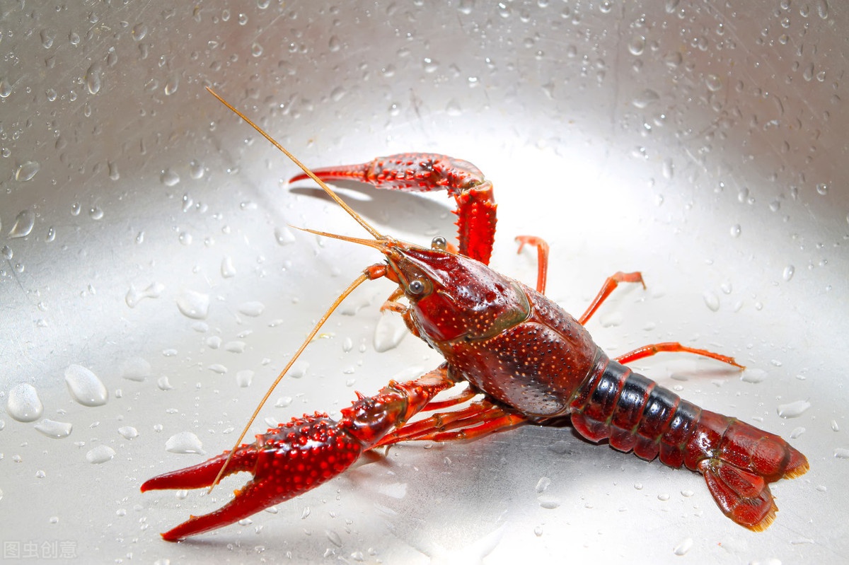 小龙虾头里的虾黄到底能不能吃店老板是这么说的抓紧告诉家人