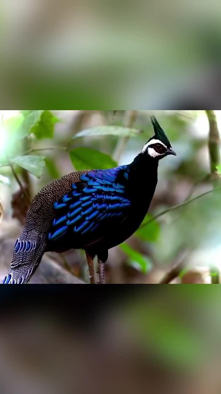 眼斑雉 雉中的贵族