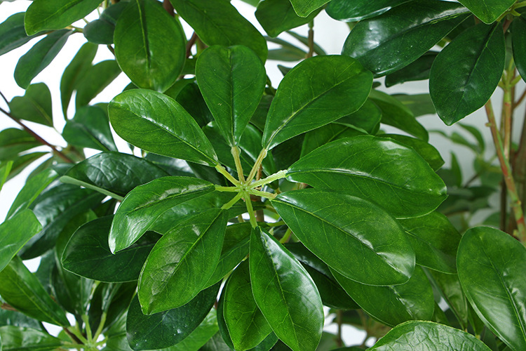 养护鸭掌木的3个技巧枝繁叶茂叶子绿油油