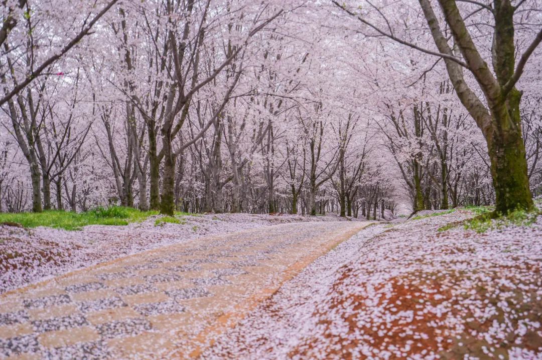 不输武汉美过日本全球最大的樱花基地竟在中国还免费此生必去