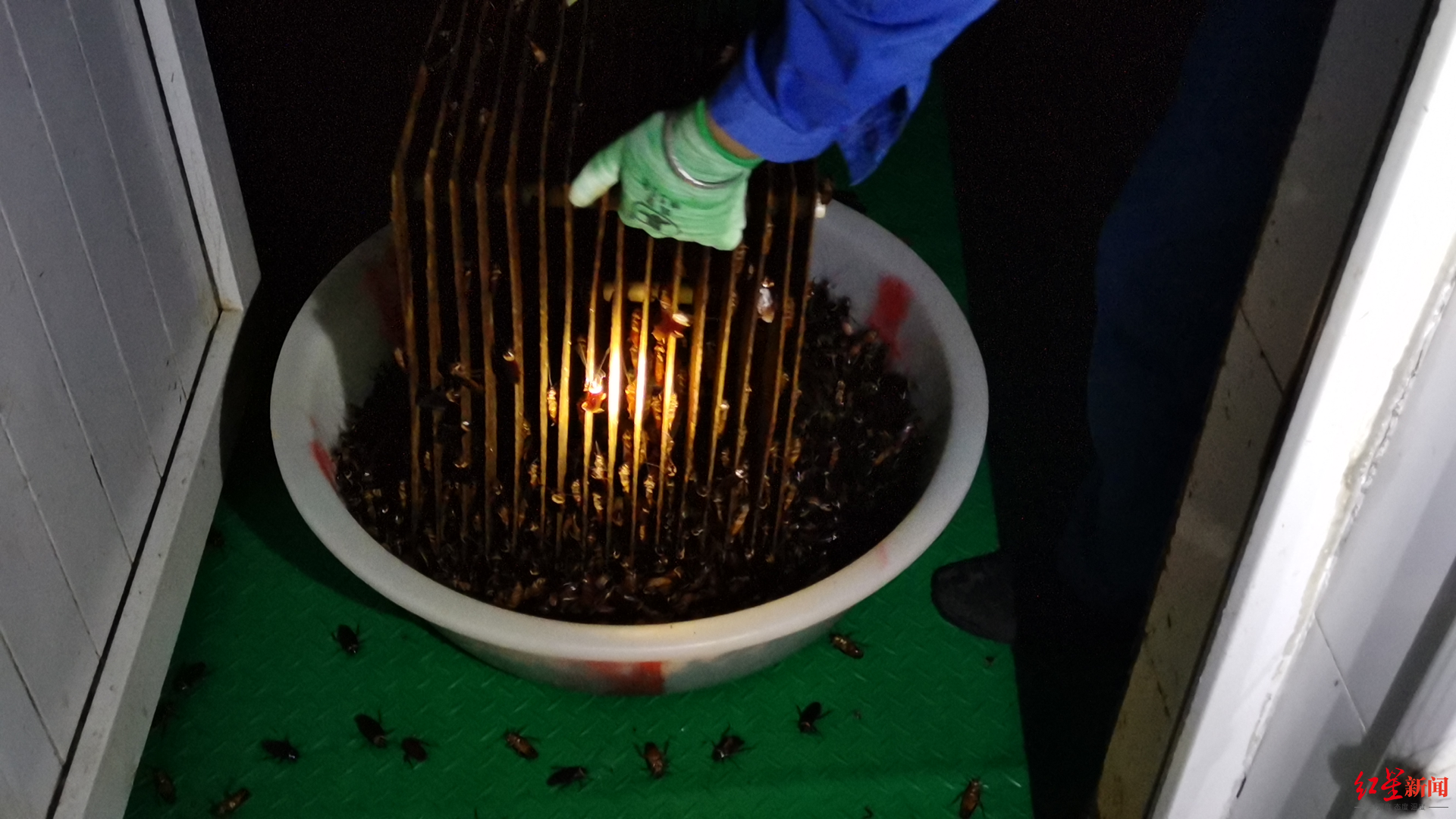 国内唯一!四川西昌养殖蟑螂制成中药,获加拿大天然药物上市许可