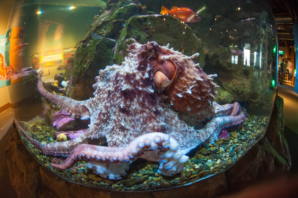 它们的智商已经高到人类无法理解,即使还没有爬到食物链顶端!休闲区蓝鸢梦想 - Www.slyday.coM 它们的智商已经高到人类无法理解,即使还没有爬到食物链顶端!休闲区蓝鸢梦想 - Www.slyday.coM