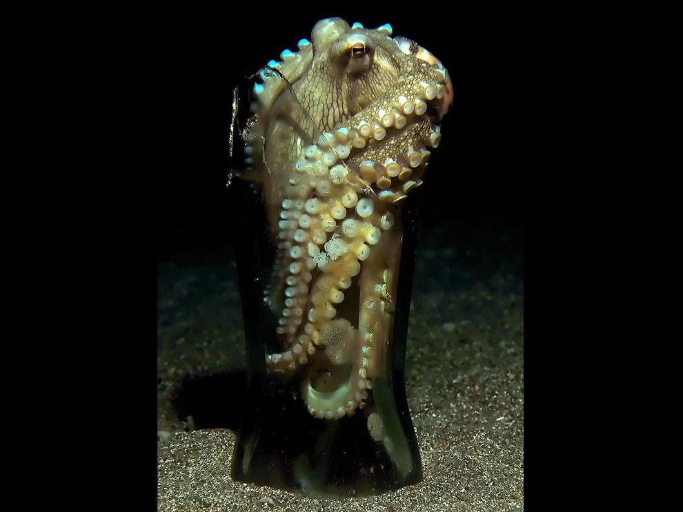 它们的智商已经高到人类无法理解,即使还没有爬到食物链顶端!休闲区蓝鸢梦想 - Www.slyday.coM 它们的智商已经高到人类无法理解,即使还没有爬到食物链顶端!休闲区蓝鸢梦想 - Www.slyday.coM