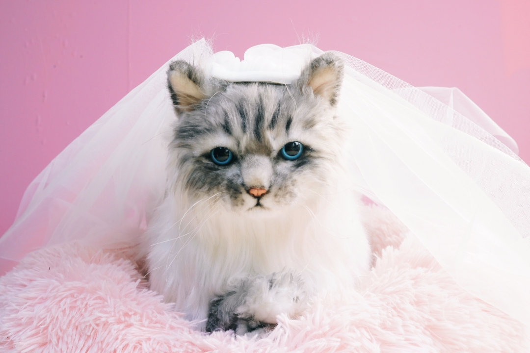 女王节,给她的礼物选仿真布偶猫可以吗?