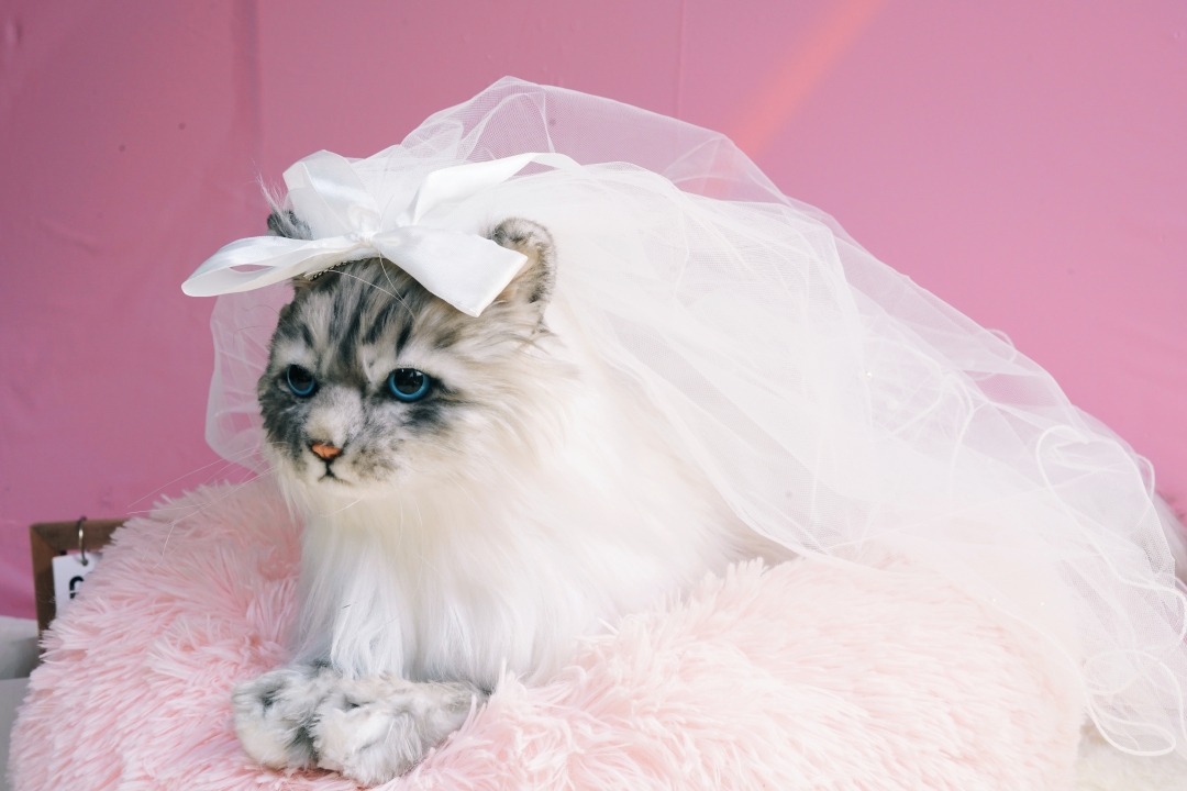 女王节,给她的礼物选仿真布偶猫可以吗?