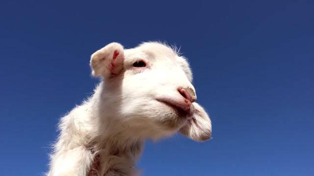 羊咩咩的叫声也太治愈了吧!你一只小羊,干嘛长得这么可爱?