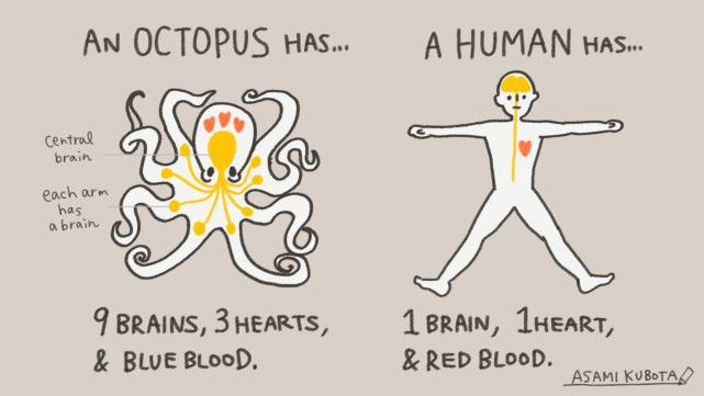 它们的智商已经高到人类无法理解,即使还没有爬到食物链顶端!休闲区蓝鸢梦想 - Www.slyday.coM 它们的智商已经高到人类无法理解,即使还没有爬到食物链顶端!休闲区蓝鸢梦想 - Www.slyday.coM